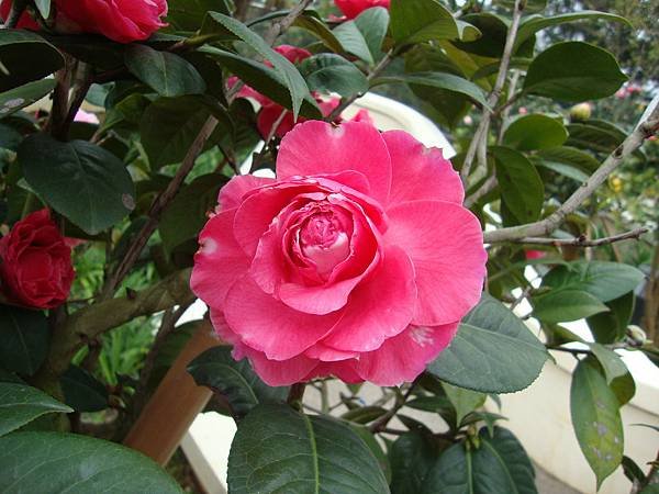 DSC00210.JPG