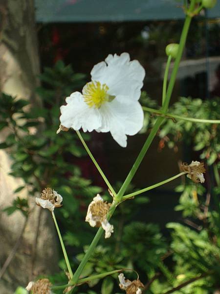 DSC01907.JPG