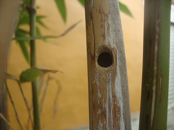 DSC08575.JPG