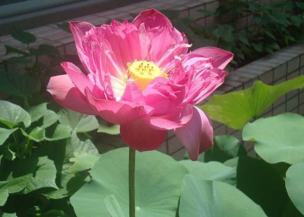 DSC08703.JPG