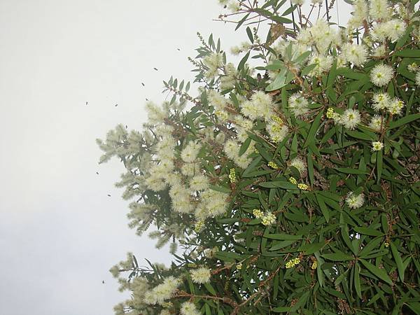 DSC08785.JPG