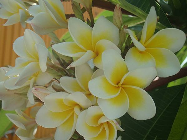 雞蛋花大爆發