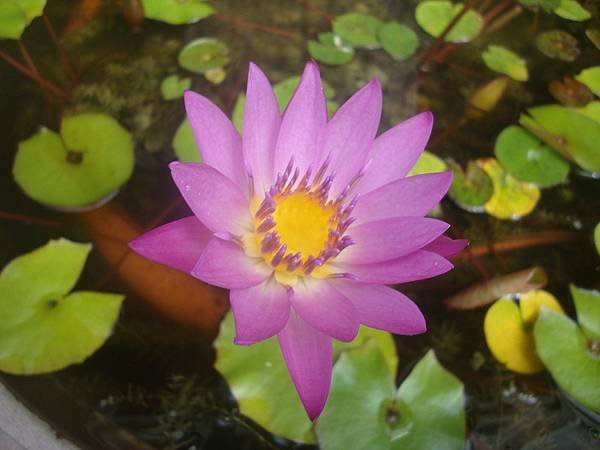 花  2.jpg