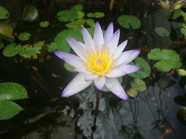 花  4.jpg