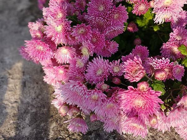 菊 2.jpg