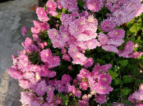 菊 1.jpg