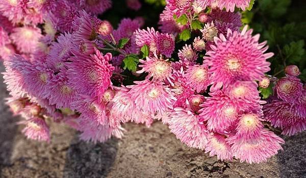 菊 4.jpg