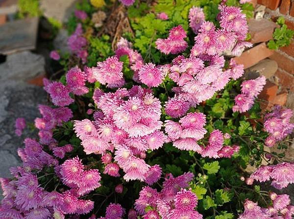 菊  7.jpg