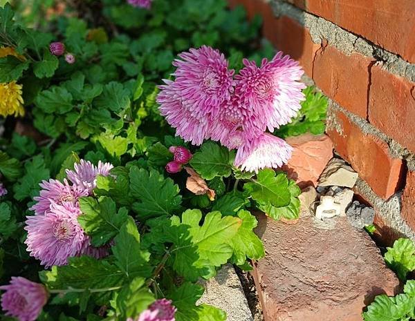 菊  5.jpg