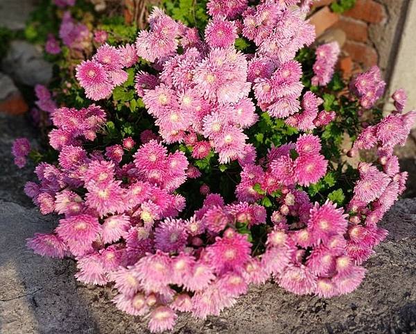 菊  8.jpg