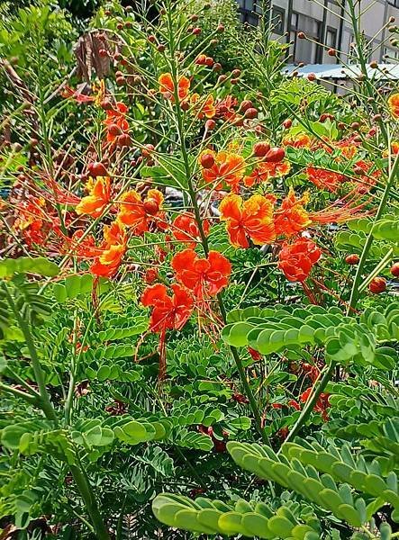 紅蝴蝶 ( 也稱蛺蝶花)