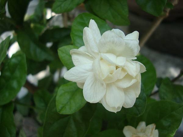 虎頭茉莉.jpg