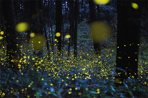 344-fireflies-01.jpg