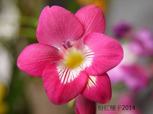 2014年小蒼蘭雜交(5).JPG
