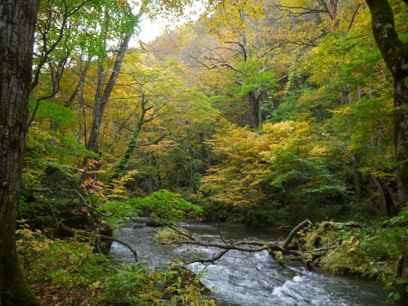 10810月日本東北(15).JPG