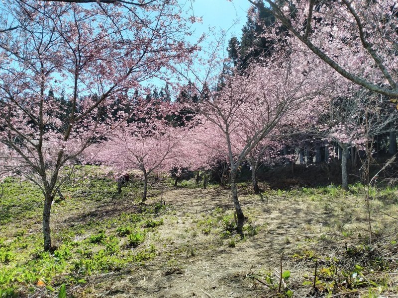 109櫻花季(22).jpg