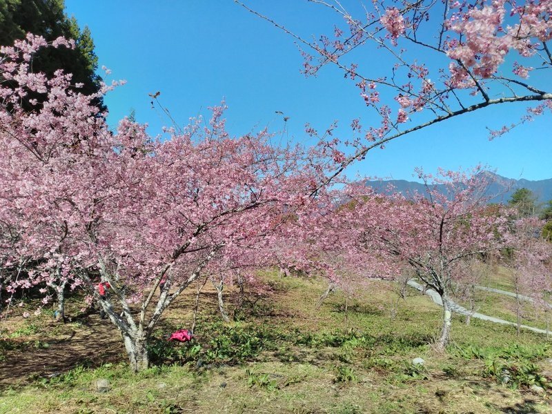 109櫻花季(23).jpg