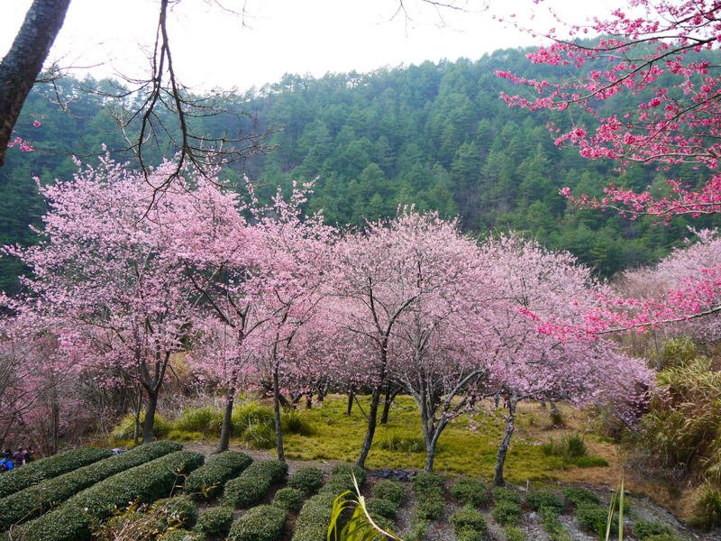 109櫻花季(37).JPG