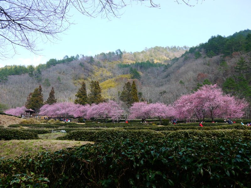 109櫻花季(38).JPG