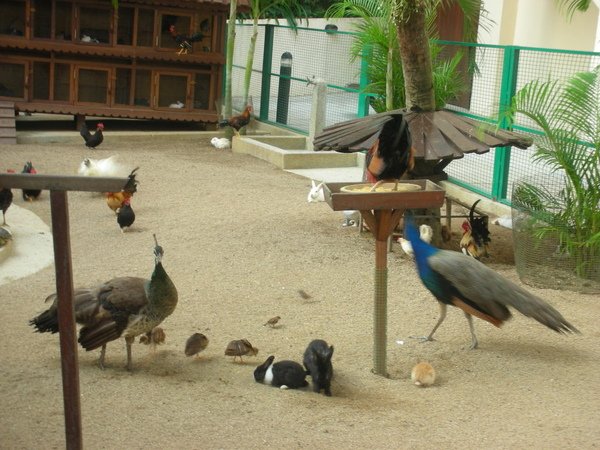 小小動物園