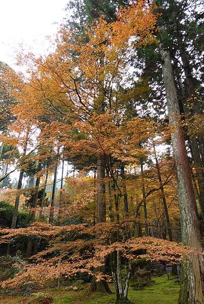 大原三千院5.JPG