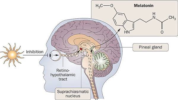 melatonin.jpg