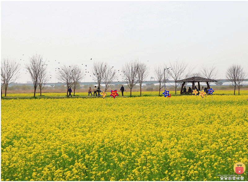 釜山景點｜大渚生態公園！滿開的櫻花超浪漫！萬頃油菜花田一次收