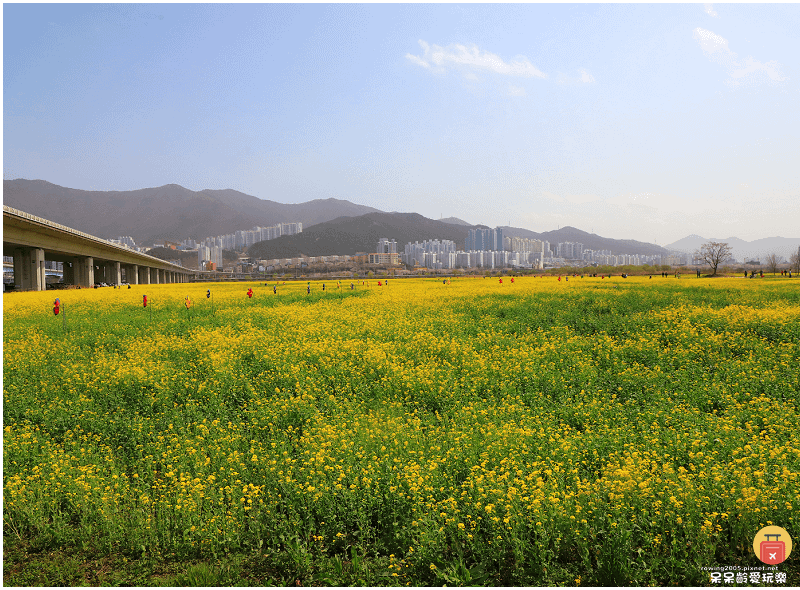 釜山景點｜大渚生態公園！滿開的櫻花超浪漫！萬頃油菜花田一次收