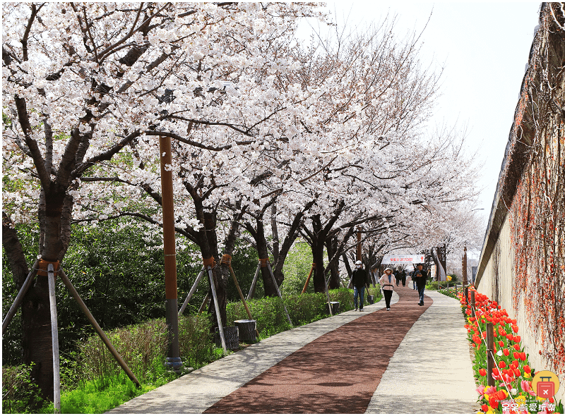 釜山景點｜大渚生態公園！滿開的櫻花超浪漫！萬頃油菜花田一次收