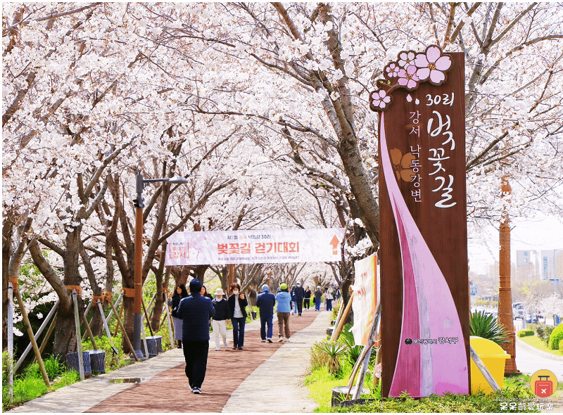 釜山景點｜大渚生態公園！滿開的櫻花超浪漫！萬頃油菜花田一次收