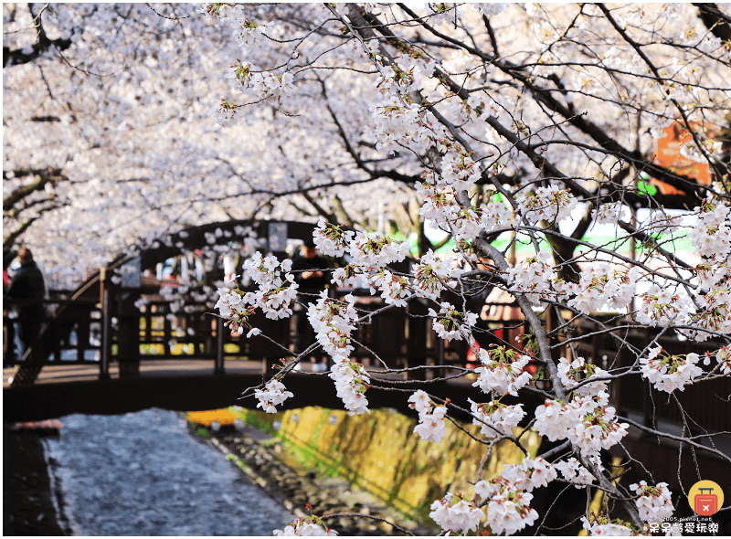 釜山景點｜鎮海余佐川櫻花道！帝王山公園、馬鈴薯豬骨湯！鎮海包