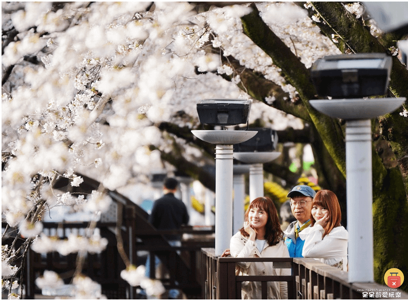 釜山景點｜鎮海余佐川櫻花道！帝王山公園、馬鈴薯豬骨湯！鎮海包