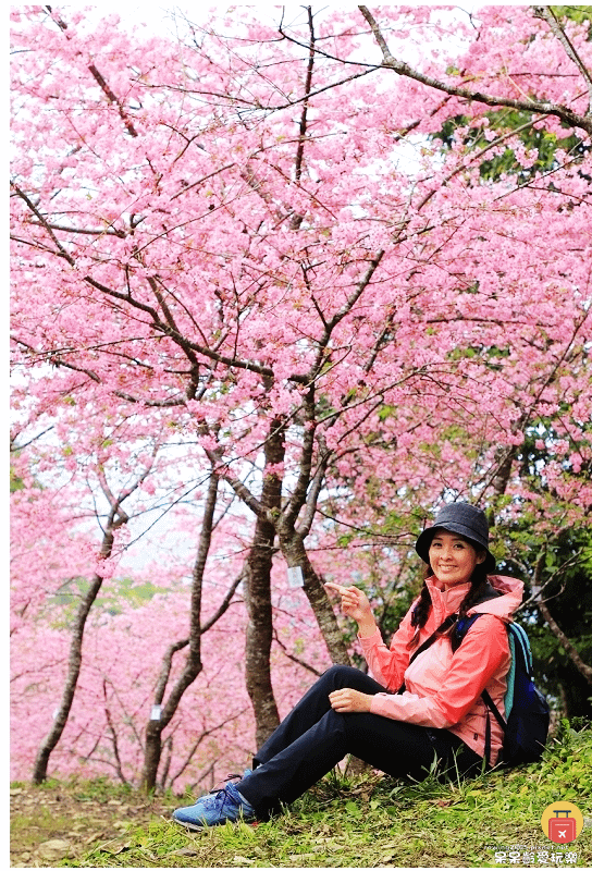 高雄景點｜2025桃源櫻花季！藤枝寶山二集團櫻花公園！賞櫻原