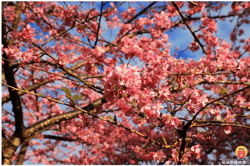 高雄景點｜2025桃源櫻花季！藤枝寶山二集團櫻花公園！賞櫻原