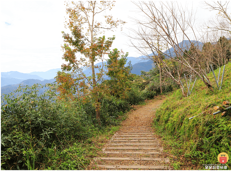 高雄景點｜2025桃源櫻花季！藤枝寶山二集團櫻花公園！賞櫻原