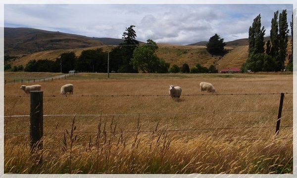 Queenstown-Te Anau 1