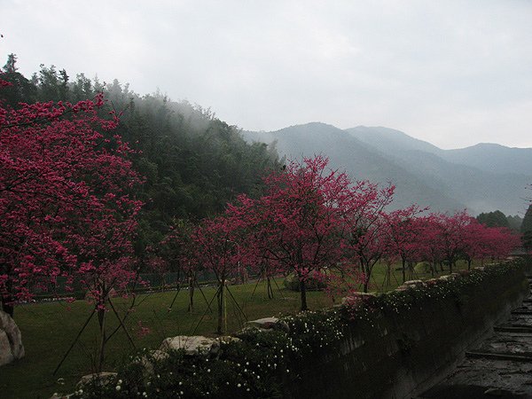 雨後的櫻花 2.jpg