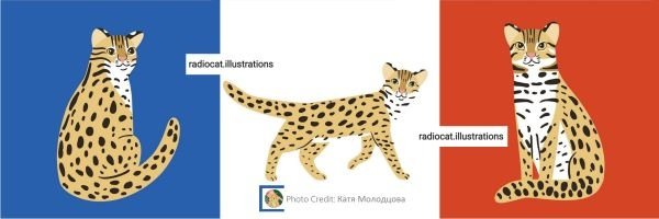 leopardcat_pixnet.jpg