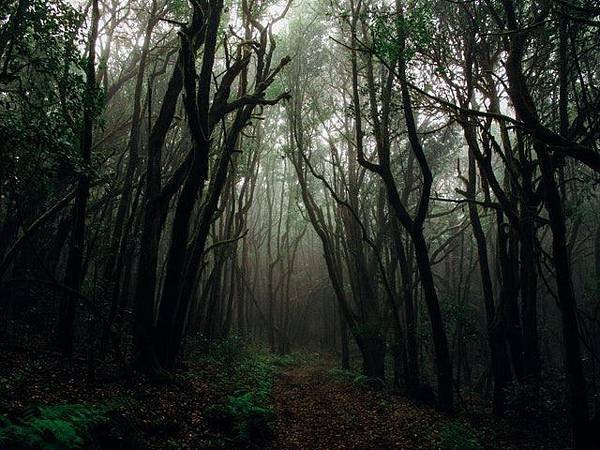 forest-with-fog.jpg