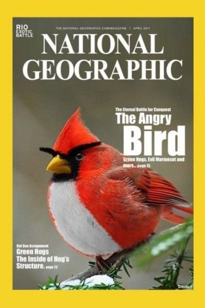 angry bird