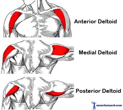 Deltoid-Divisions1