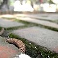 PICT0146-2.jpg