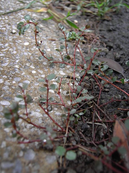 PICT8096.JPG