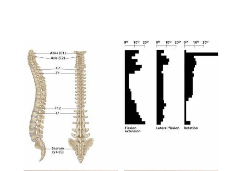 T-Spine_ROT1.jpg