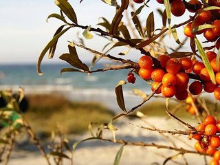 sea buckthorn