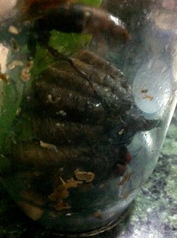 虎頭蜂的蜂巢