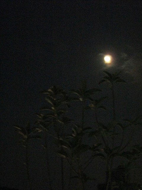 朦朧中秋節2.jpg