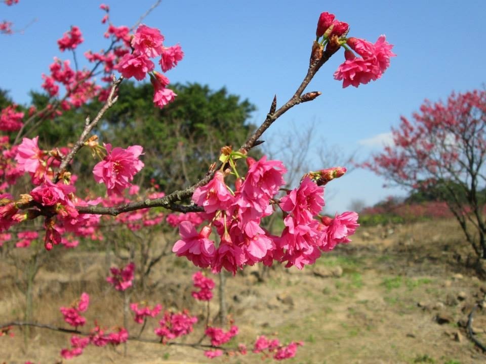 豔陽下的櫻花3.jpg