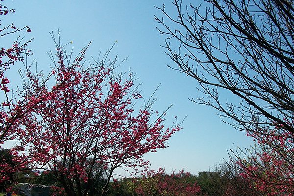 花期將過，還在努力的櫻花5.jpg