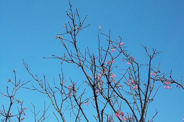 花期將過，還在努力的櫻花10.jpg